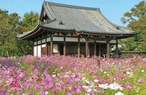 kosumosu tera
